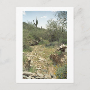 Riverbed Remembrance Arizona Wüste Foto Postkarte