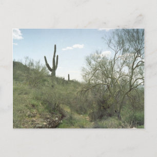 Riverbed Remembrance Arizona Wüste Foto Postkarte
