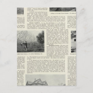 Riverdale Prune Orchard, Kalifornien Postkarte