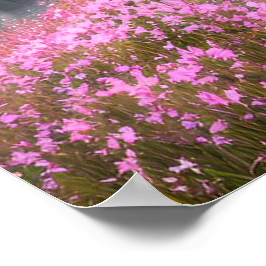 Riverside Bliss im Sakura Park Poster (Ecke)