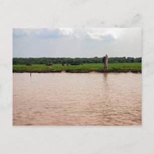 Riverside Water Buffalo und Fisherman, Kambodscha Postkarte