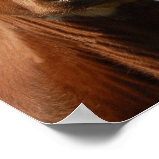 Riverton Cows, Devon, England Poster (Ecke)