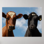 Riverton Cows, Devon, England Poster (Vorne)