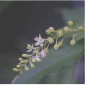 Rivina humilis aufkleber (Vorderseite)