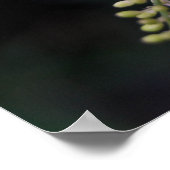 Rivina humilis poster (Ecke)