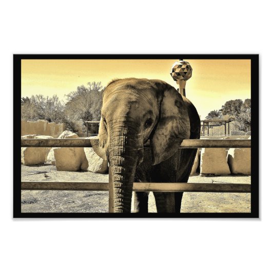 Riyadh Zoo Elephant Fotodruck (Vorne)