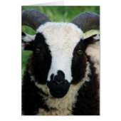 RJ the Jacob Ram Lamb (Vorne)