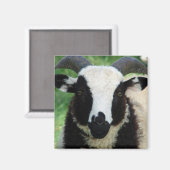 RJ the Jacob Ram Lamb Magnet (Vorderseite/Rückseite)