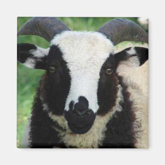 RJ the Jacob Ram Lamb Magnet (Vorne)