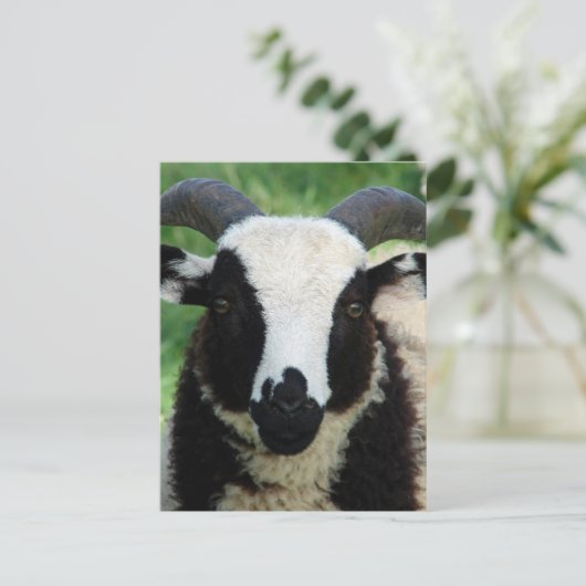 RJ the Jacob Ram Lamb Postkarte (Stehend Vorderseite)