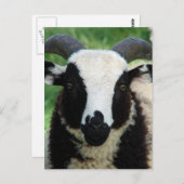 RJ the Jacob Ram Lamb Postkarte (Vorne/Hinten)
