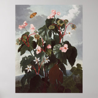 RJ Thornton - Begonia aus Obliken gewonnen Poster
