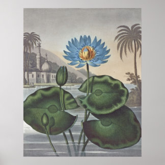RJ Thornton - Die blaue ägyptische Wasserlilie Poster
