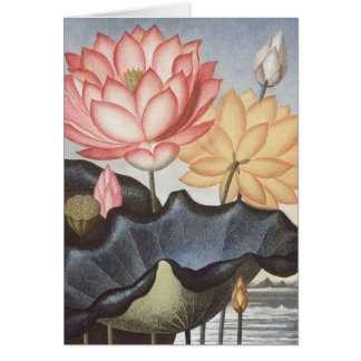 RJ Thornton - die heilige Ägyptische Fasel - Lotus