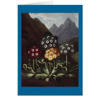 RJ Thornton - Gruppe der Auriculas