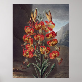 RJ Thornton - The Supurb Lily Poster
