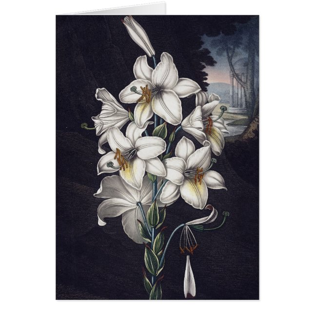 RJ Thornton - The White Lily (Vorne)