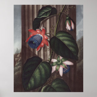 RJ Thornton - Winged Passion-Blume Poster