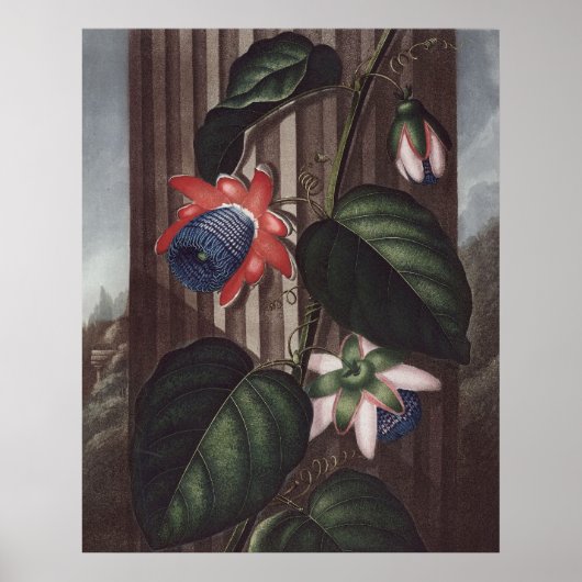 RJ Thornton - Winged Passion-Blume Poster (Vorne)