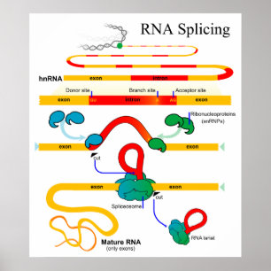 RNA Splicing Molecular Biology Genetics Diagramm Poster