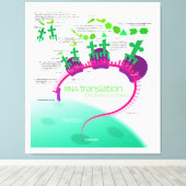 RNA-Übersetzung in Proteinsynthese-Diagramm Leinwanddruck (Insitu (Holzboden))