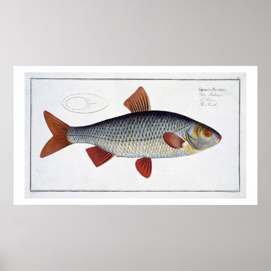 Roach (Cyprinus Rutilis), Platte II aus "Ichthyolo Poster (Vorne)