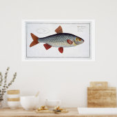 Roach (Cyprinus Rutilis), Platte II aus "Ichthyolo Poster (Küche)
