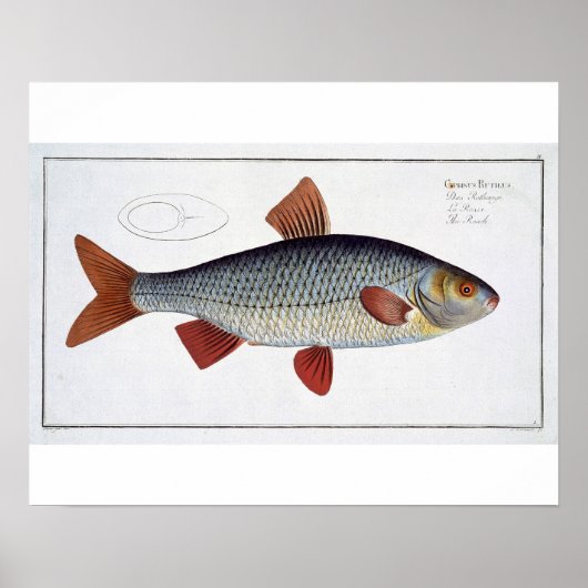 Roach (Cyprinus Rutilis), Platte II aus "Ichthyolo Poster (Vorne)