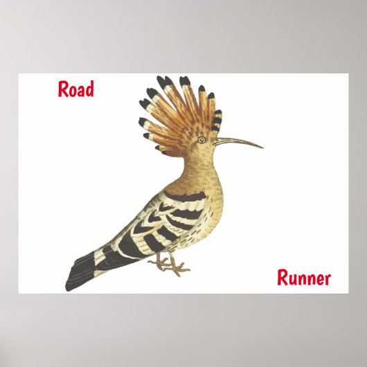 Road Runner Poster (Vorne)