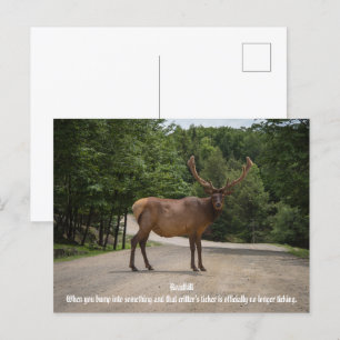 Roadkill Postkarte