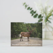 Roadkill Postkarte (Stehend Vorderseite)
