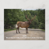 Roadkill Postkarte (Vorderseite)
