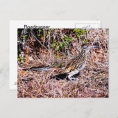 Roadrunner Bird Postkarte (Vorne/Hinten)