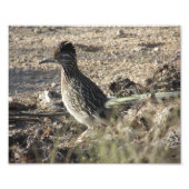 Roadrunner Fotodruck (Vorne)