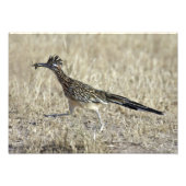 Roadrunner Fotodruck (Vorne)