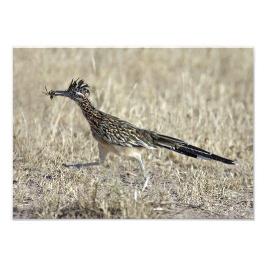 Roadrunner Fotodruck (Vorne)