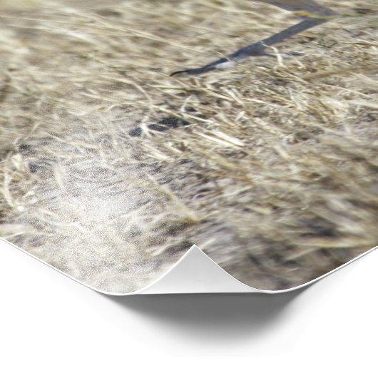 Roadrunner Fotodruck (Ecke)