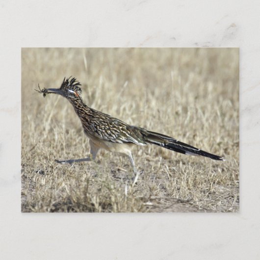 Roadrunner-Fotografie-Postkarte Postkarte (Vorderseite)