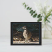 Roadrunner für Frauen Postkarte (Stehend Vorderseite)