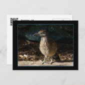 Roadrunner für Frauen Postkarte (Vorne/Hinten)