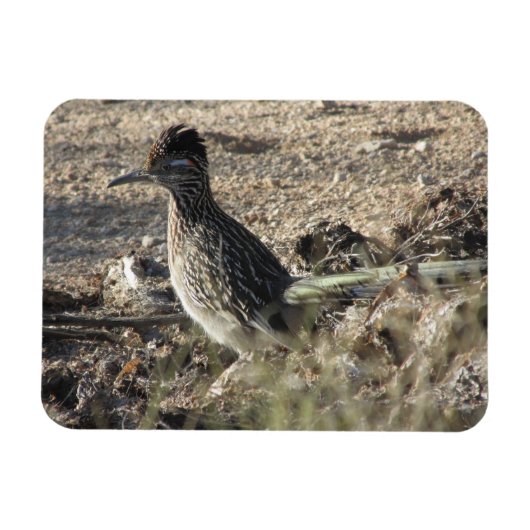Roadrunner Magnet (Horizontal)