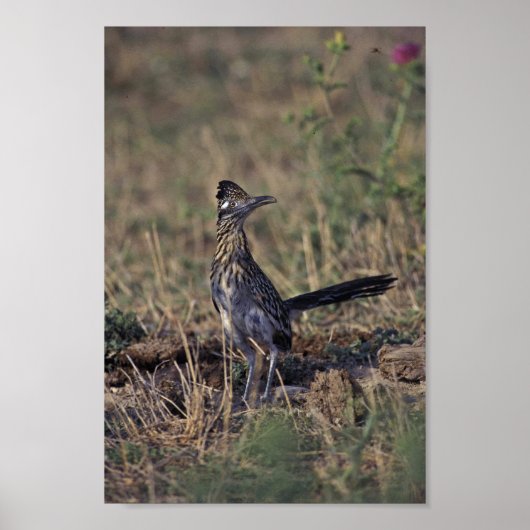 Roadrunner Poster (Vorne)