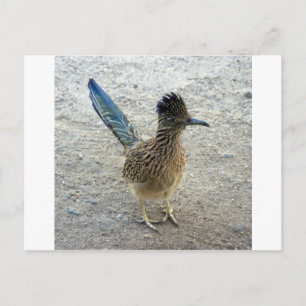 Roadrunner Postkarte