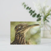 Roadrunner Postkarte (Stehend Vorderseite)
