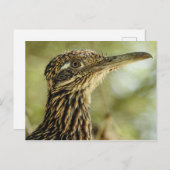Roadrunner Postkarte (Vorne/Hinten)