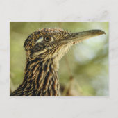 Roadrunner Postkarte (Vorderseite)