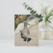 Roadrunner Postkarte (Stehend Vorderseite)