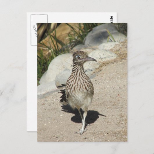 Roadrunner Postkarte (Vorne/Hinten)