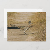 Roadrunner Postkarte (Vorne/Hinten)