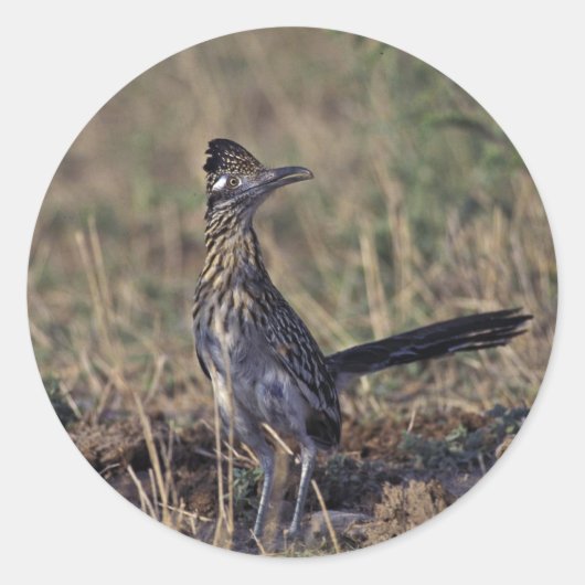 Roadrunner Runder Aufkleber (Vorderseite)